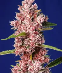 Tropicanna Poison F1 Fast Version_1 seeds