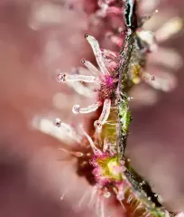 Tropicanna Poison F1 Fast Version_2 seeds