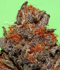 сорт Unknown Kush від Delicious Seeds