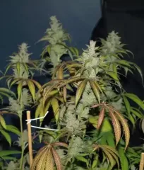 купити насіння Unknown Kush від Delicious Seeds