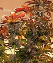 насіння марихуани Unknown Kush