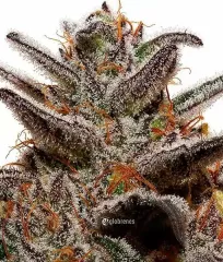 замовити насіння Unknown Kush поштою