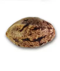 купити онлайн насіння Unknown Kush від Delicious Seeds