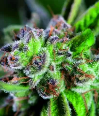 Watermelon Zkittlez seeds