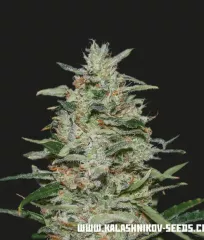 White Russian OG