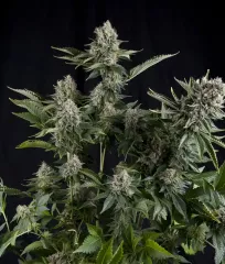 buy White Widow cannabis seeds