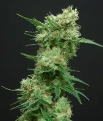 White Widow Fem феминизированные семена купить почтой
