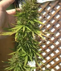 купити насіння Caramelo Regular