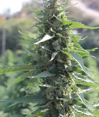 White Krim Widow семена каннабиса