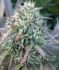 Yalta Kush Fem семена марихуаны