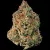 buy Cotton Candy Kush seeds