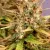 Cotton Candy Kush cannabis seeds