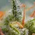 cannabis Crystal Candy Auto seeds