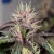 семена марихуаны Auto Dark Purple от Delicious Seeds