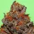 cannabis seeds Unknown Kush от Delicious Seeds