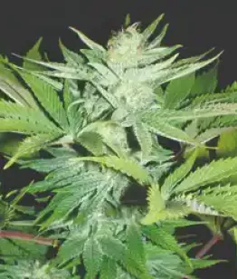 Придбати фемінізоване насіння Lowryder