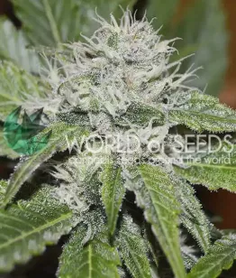 ΡΠ΅ΠΌΠ΅Π½Π° Amnesia Ryder