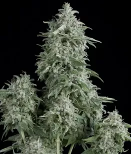сорт Anubis от Pyramid Seeds