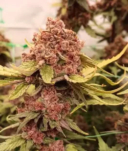 конопля Asteroid Triploid