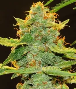 купить коноплю Astro Nectar Auto