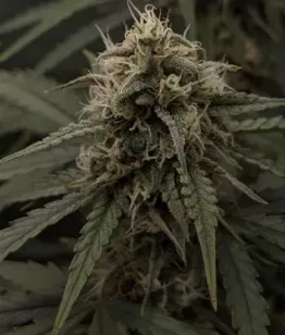 buy seeds Banana Trip Auto