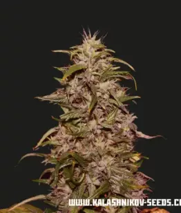 Big Altai Sativa Express