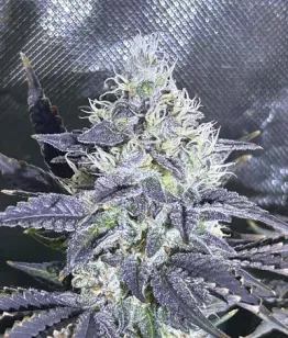 Black Star Teleport Seeds