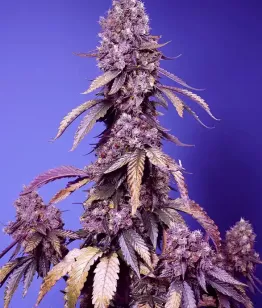 Black Muffin F1 Fast Version (Sweet Seeds)