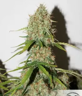 семена Auto Brooklyn Sunrise