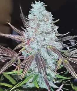 buy seeds Cosmic Bloom