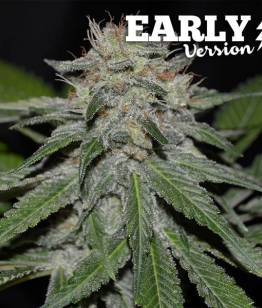 Critical Neville Haze Early Version от Delicious Seeds