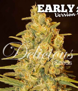 Critical Sensi Star Early Version Delicious Seeds