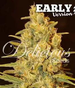 Critical Sensi Star Early Version Delicious Seeds
