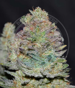 Delicious Cookies Auto от Delicious Seeds