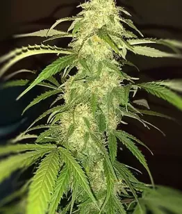 seeds Dream Reactor Auto