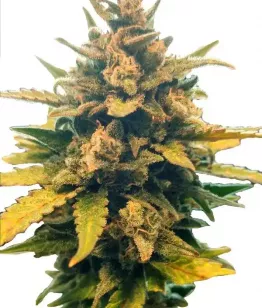 семена Eastern Kush Auto