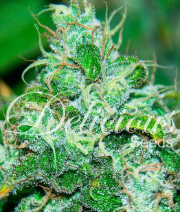 Fruity Chronic Juice от Delicious Seeds