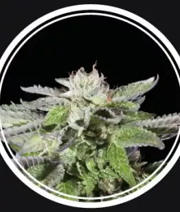 Купить Strong Lemon Auto Fem