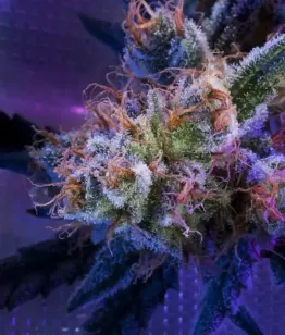 Семена канабиса Kalashnikoff fem