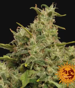 сорт Sweet Tooth #1