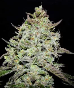 купить срт конопли LEMON GAZZY