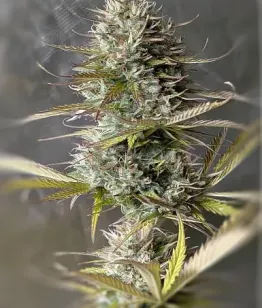 seeds Milky Way Auto