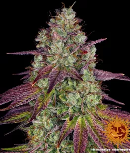 сорт Mimosa EVO