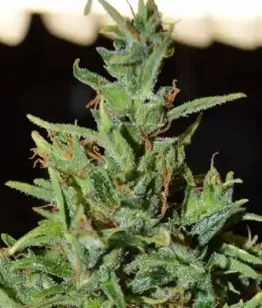 Π‘ΠΎΡΡ Neville Haze Ryder Auto