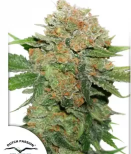 семена сорта Night Queen