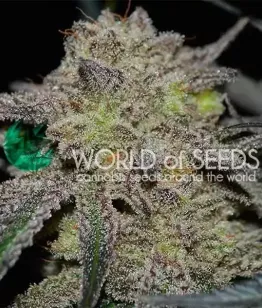 ΡΠ΅ΠΌΠ΅Π½Π° Tonic Ryder