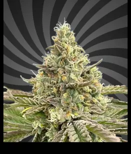 конопля Papaya Runtz Early Flowering