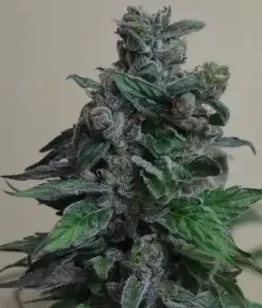 Купить семена Moscow Blueberry Fem