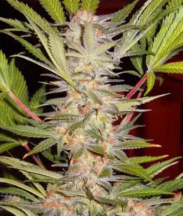 S.A.D. Sweet Afgani Delicious F1 Fast Version Sweet Seeds