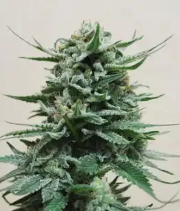 Купить семена Northern Russian Auto Fem